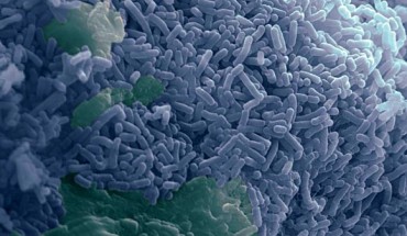 Lactobacillus reuteri bacteria (blue). Image credit: Alistair Walsham & Stephanie Schüller, doi: 10.3389/fmicb.2016.00244.