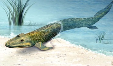 Ancient crocodile-like animals first saw easy meals on land and then evolved limbs that enabled them to get there. Image credit: Zina Deretsky, National Science Foundation.