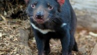 Young Tasmanian devil. Image credit: Keres H. / CC BY-SA 4.0.