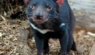 Young Tasmanian devil. Image credit: Keres H. / CC BY-SA 4.0.