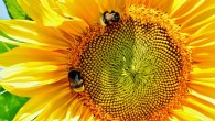 The study by Florian Schiestl and Daniel Gervasi focuses on the role insect pollinators can play in plant evolution, and how speedy that evolution can be. Image credit: Alexas.