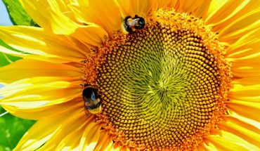 The study by Florian Schiestl and Daniel Gervasi focuses on the role insect pollinators can play in plant evolution, and how speedy that evolution can be. Image credit: Alexas.
