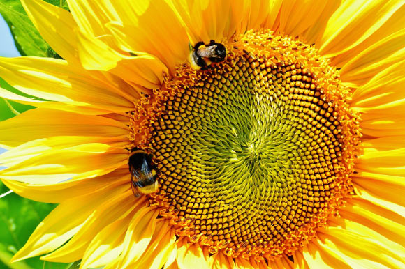The study by Florian Schiestl and Daniel Gervasi focuses on the role insect pollinators can play in plant evolution, and how speedy that evolution can be. Image credit: Alexas.