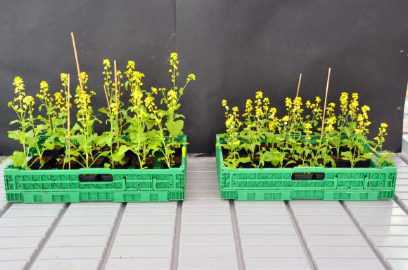 Field mustard plants pollinated by bumblebees were higher (left) than those pollinated by hoverflies. Image credit: University of Zurich.