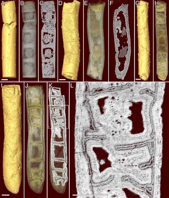 Rafatazmia chitrakootensis, synchrotron-radiation X-ray tomographic microscopy renderings. Abbreviations: sw - septal wall, is - incomplete septum. Scale bars - 50 μm. Image credit: S. Bengtson et al, doi: 10.1371/journal.pbio.2000735.