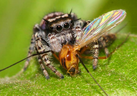 Jumping spider Phidippus mystaceus feeding on a nematoceran prey. Image credit: David E. Hill, Peckham Society.