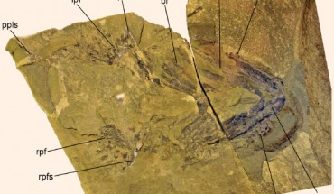 General view of the Doliodus problematicus specimen, showing the ventral part of the individual viewed in dorsal aspect, with major features identified. Abbreviations: br - branchial arches, hy - hyoid arch, lpf - left pectoral fin, lpfs - left pectoral fin spine, mc - meckelian cartilage of lower jaw, ppls - prepelvic spines, rpfs - right pectoral fin spine, rpf - right pectoral fin, t – teeth. Scale bar - 5 cm. Image credit: John G. Maisey et al.