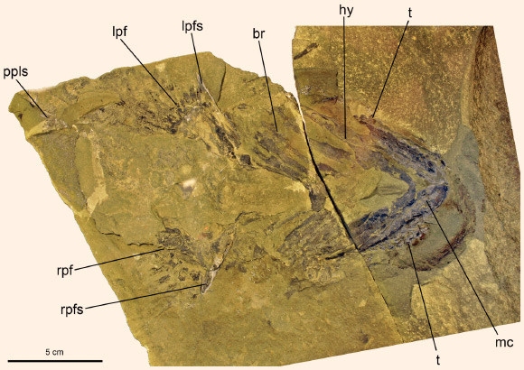 General view of the Doliodus problematicus specimen, showing the ventral part of the individual viewed in dorsal aspect, with major features identified. Abbreviations: br - branchial arches, hy - hyoid arch, lpf - left pectoral fin, lpfs - left pectoral fin spine, mc - meckelian cartilage of lower jaw, ppls - prepelvic spines, rpfs - right pectoral fin spine, rpf - right pectoral fin, t – teeth. Scale bar - 5 cm. Image credit: John G. Maisey et al.