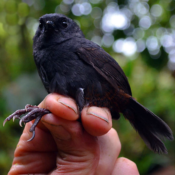 The Tatama tapaculo (Scytalopus alvarezlopezi) upon capture at Cerro Montezuma, Risaralda department, Colombia, April 2, 2015. Image credit: Julian Heavyside, doi: 10.1642/AUK-16-205.1.
