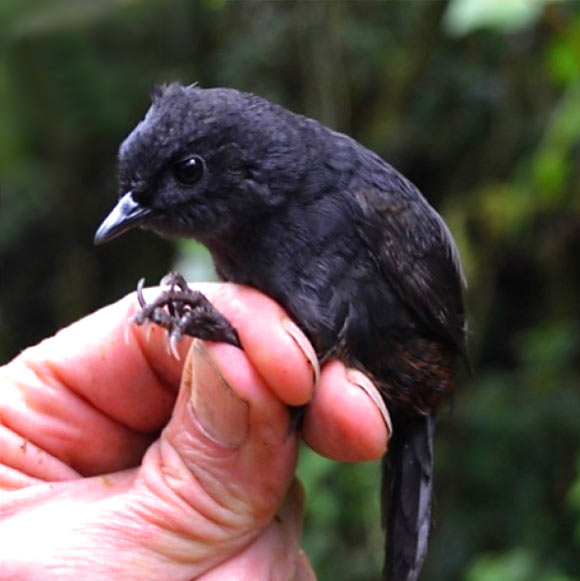 The Tatama tapaculo (Scytalopus alvarezlopezi). Image credit: Julian Heavyside, doi: 10.1642/AUK-16-205.1.
