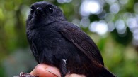 The Tatama tapaculo (Scytalopus alvarezlopezi) upon capture at Cerro Montezuma, Risaralda department, Colombia, April 2, 2015. Image credit: Julian Heavyside, doi: 10.1642/AUK-16-205.1.