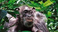 A member of the Ngogo community of chimpanzees in Uganda’s Kibale National Park. Image credit: Brian Wood, Yale University.