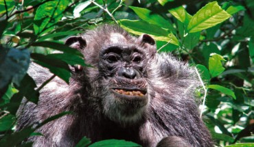 A member of the Ngogo community of chimpanzees in Uganda’s Kibale National Park. Image credit: Brian Wood, Yale University.