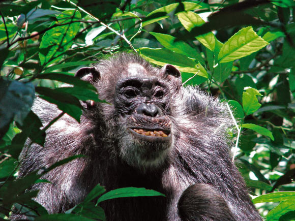 A member of the Ngogo community of chimpanzees in Uganda’s Kibale National Park. Image credit: Brian Wood, Yale University.