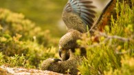 Specific calls of playing kea trigger playful emotions in other, non-playing birds, just as laughter does for us. Image credit: Raoul Schwing, University of Veterinary Medicine Vienna.