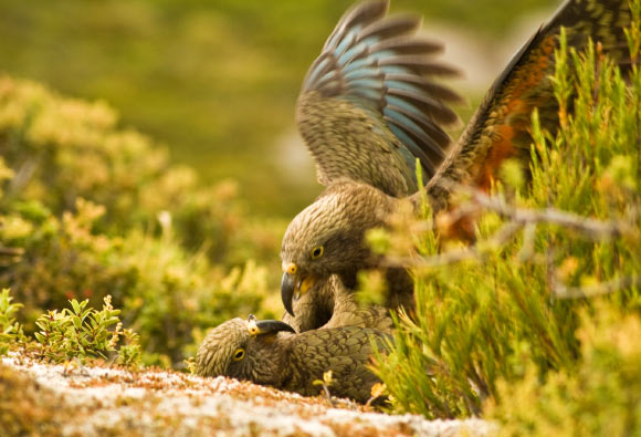Specific calls of playing kea trigger playful emotions in other, non-playing birds, just as laughter does for us. Image credit: Raoul Schwing, University of Veterinary Medicine Vienna.