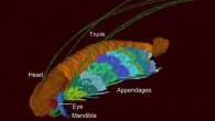 Cascolus ravitis. Image credit: David J. Siveter et al.