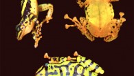 The Ecuadorian rainfrog (Pristimantis ecuadorensis), adult female. Image credit: J.M. Guayasamin et al, doi: 10.1371/journal.pone.0172615.