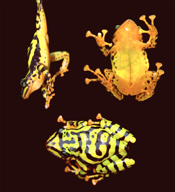 The Ecuadorian rainfrog (Pristimantis ecuadorensis), adult female. Image credit: J.M. Guayasamin et al, doi: 10.1371/journal.pone.0172615.