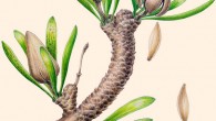 Reconstruction of Umaltolepis mongoliensis showing four seed-bearing structures and attached Pseudotorellia resinosa leaves. Note that three seed-bearing organs have split at the level of the flange into four lobes releasing the seeds. The seeds (right) were probably membranous and wind-dispersed. The cupule has been shed from one of the seed-bearing structures leaving the stalk, flange and column attached to the short shoot. Most, probably all, of the small dark spots on leaves are the remains of fungal stromata. Image credit: Fabiany Herrera et al, doi: 10.1073/pnas.1621409114.