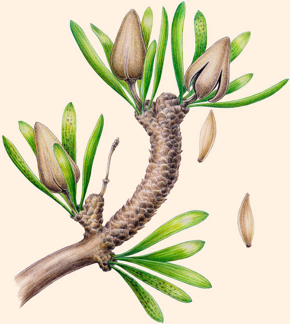 Reconstruction of Umaltolepis mongoliensis showing four seed-bearing structures and attached Pseudotorellia resinosa leaves. Note that three seed-bearing organs have split at the level of the flange into four lobes releasing the seeds. The seeds (right) were probably membranous and wind-dispersed. The cupule has been shed from one of the seed-bearing structures leaving the stalk, flange and column attached to the short shoot. Most, probably all, of the small dark spots on leaves are the remains of fungal stromata. Image credit: Fabiany Herrera et al, doi: 10.1073/pnas.1621409114.