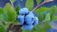 Supplementation with an anthocyanin-rich blueberry concentrate improved brain perfusion and activation in brain areas associated with cognitive function in healthy older adults. Image credit: Xicocool.