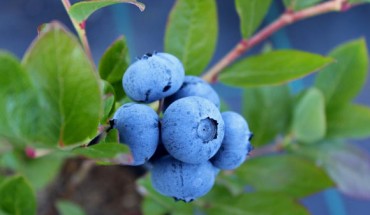 Supplementation with an anthocyanin-rich blueberry concentrate improved brain perfusion and activation in brain areas associated with cognitive function in healthy older adults. Image credit: Xicocool.