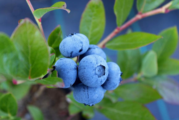 Supplementation with an anthocyanin-rich blueberry concentrate improved brain perfusion and activation in brain areas associated with cognitive function in healthy older adults. Image credit: Xicocool.