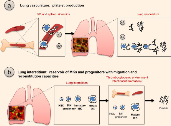 Proposed schema of lung involvement in platelet biogenesis. The role of the lungs in platelet biogenesis is twofold and occurs in two different compartments: (a) platelet production in the lung vasculature; after being released from the bone marrow or the spleen, proplatelets (a1) and megakaryocytes (a2) are retained in the lung vasculature, the first capillary bed encountered by any cell leaving the bone marrow, where proplatelet formation and extension and final platelet release are observed; (b) mature and immature megakaryocytes along with hematopoietic progenitors are found in the lung interstitium; in thrombocytopenic environments, hematopoietic progenitors from the lung migrate and restore bone marrow hematopoietic deficiencies. Image credit: Emma Lefrançais et al, doi: 10.1038/nature21706.