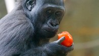 The western lowland gorilla (Gorilla gorilla gorilla). Image credit: Max Pixel.