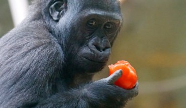 The western lowland gorilla (Gorilla gorilla gorilla). Image credit: Max Pixel.