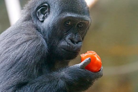 The western lowland gorilla (Gorilla gorilla gorilla). Image credit: Max Pixel.