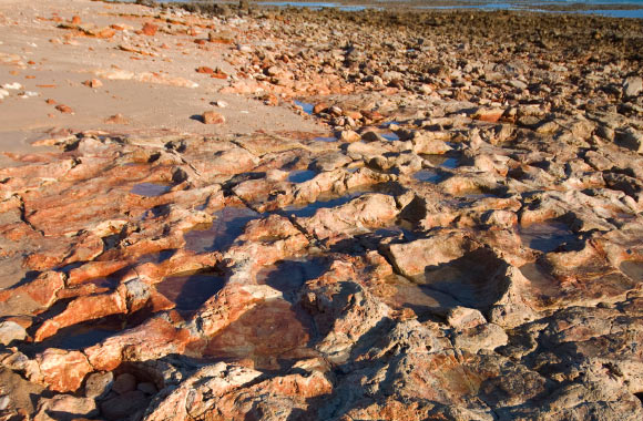 Dinosaur tracks in the Walmadany area, Western Australia. Image credit: Steve Salisbury.