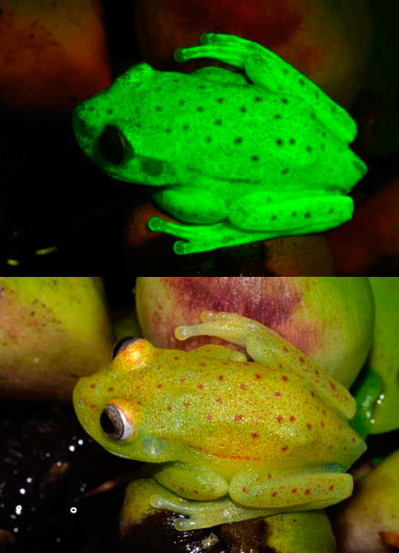 Fluorescence in the polka-dot tree frog (Hypsiboas punctatus): adult male under UV-blue light (upper image) and white light (lower image). Image credit: Carlos Taboada et al, doi: 10.1073/pnas.1701053114.