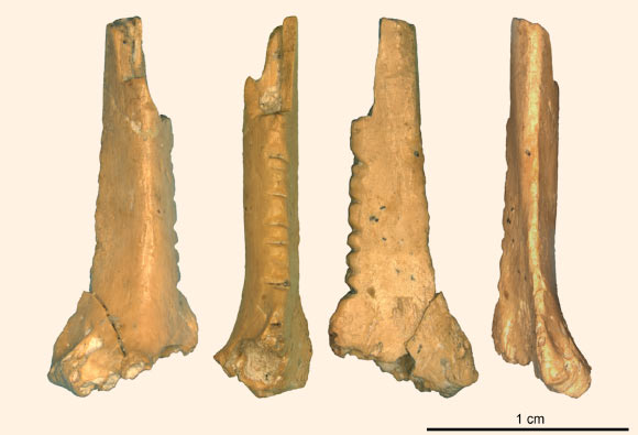 The raven bone fragment from the Zaskalnaya VI rock shelter. Scale bar - 1 cm. Image credit: A. Majkic et al, doi: 10.1371/journal.pone.0173435.