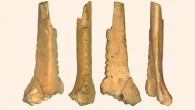The raven bone fragment from the Zaskalnaya VI rock shelter. Scale bar - 1 cm. Image credit: A. Majkic et al, doi: 10.1371/journal.pone.0173435.