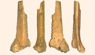 The raven bone fragment from the Zaskalnaya VI rock shelter. Scale bar - 1 cm. Image credit: A. Majkic et al, doi: 10.1371/journal.pone.0173435.