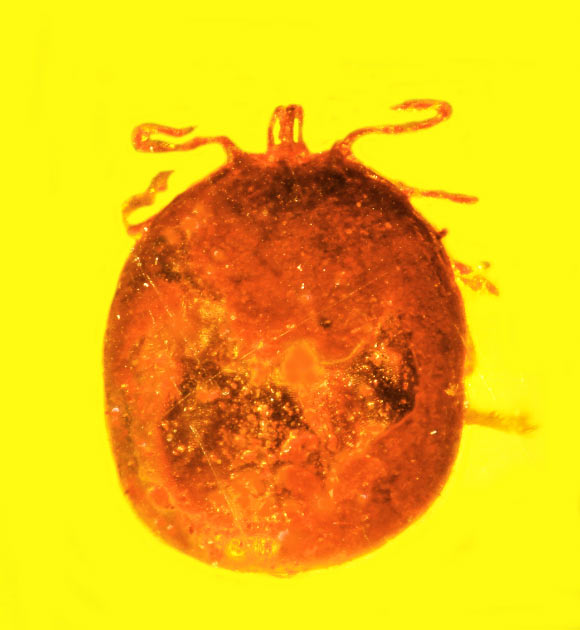 This blood-engorged nymphal hard tick Amblyomma sp. (length - 2.5 mm) found as a fossil in Dominican amber shows two small holes in its back, as if it were just picked off the animal it was feeding on. Image credit: George Poinar, Jr., Oregon State University.