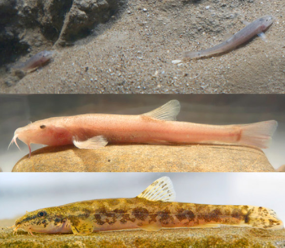 Loaches Barbatula sp. Top: two cave loaches in their natural habitat. Center: adult male loach with typical adaptations to living in caves: reduced eyes, enlarged barbels and pale body coloration. Bottom: typical epigean loach from the surface population in the Danube. Image credit: Jasminca Behrmann-Godel et al, doi: 10.1016/j.cub.2017.02.048.