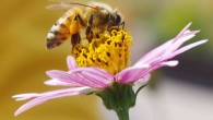 A western honey bee (Apis mellifera) in Nagakute, Aichi, Japan. Image credit: Emran Kassim / CC BY 2.0.