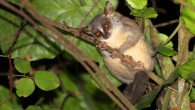 The Angolan dwarf galago (Galagoides kumbirensis) prefers moist, tall forest, primary, and secondary and semiarid baobab savannah-woodland. Image credit: Elena Bersacola.