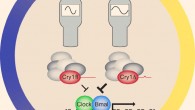 A variation in the human circadian clock gene CRY1 is associated with a familial form of delayed sleep phase disorder, providing genetic underpinnings for ‘night owls.’ Clock and Bmal1 are circadian activator proteins. Image credit: Patke et al, doi: 10.1016/j.cell.2017.03.027.