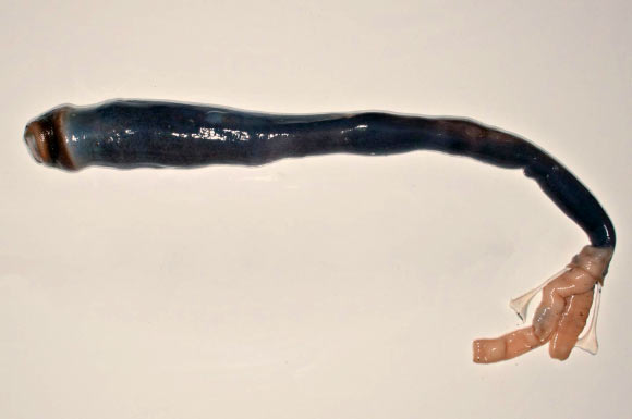 Kuphus polythalamia after removal from its shell. Image credit: Marvin Altamia.