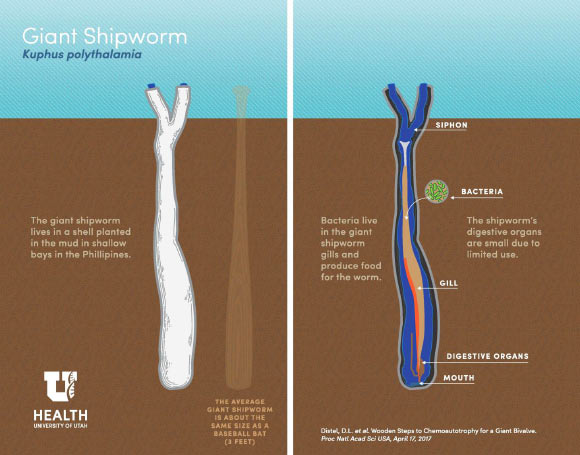 Kuphus polythalamia infographic. Image credit: University of Utah.