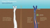 Kuphus polythalamia infographic. Image credit: University of Utah.