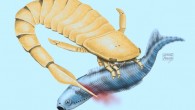 This illustration shows a sea scorpion attacking an early vertebrate. Image credit: Nathan Rogers.