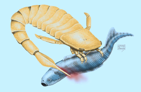 This illustration shows a sea scorpion attacking an early vertebrate. Image credit: Nathan Rogers.