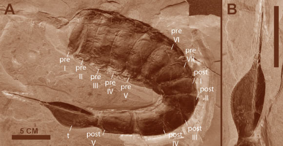 Slimonia acuminate: (A) articulated preabdomen (pre I–VII), postabdomen (post I–V), and telson (t) segments preserved in a strong lateral curve; (B) close-up of the serrated telson spine. Scale bar - 5 cm. Image credit: W. Scott Persons IV & John Acorn, doi: 10.1086/691967.