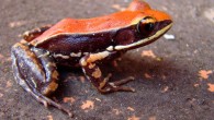 This image shows the Wide-spread fungoid frog (Hydrophylax bahuvistara) in its native environment in southern India. Image credit: Sanil George / Jessica Shartouny.