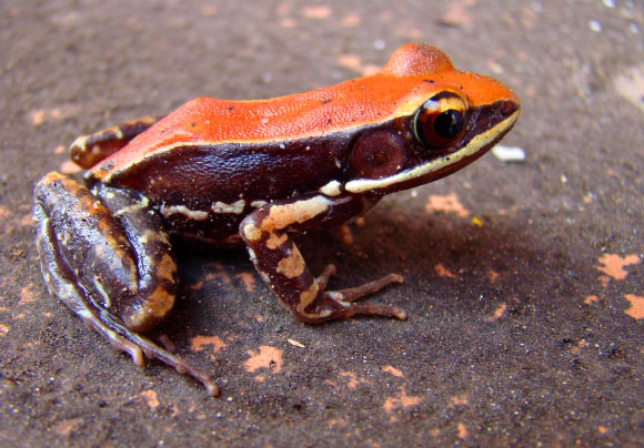 This image shows the Wide-spread fungoid frog (Hydrophylax bahuvistara) in its native environment in southern India. Image credit: Sanil George / Jessica Shartouny.